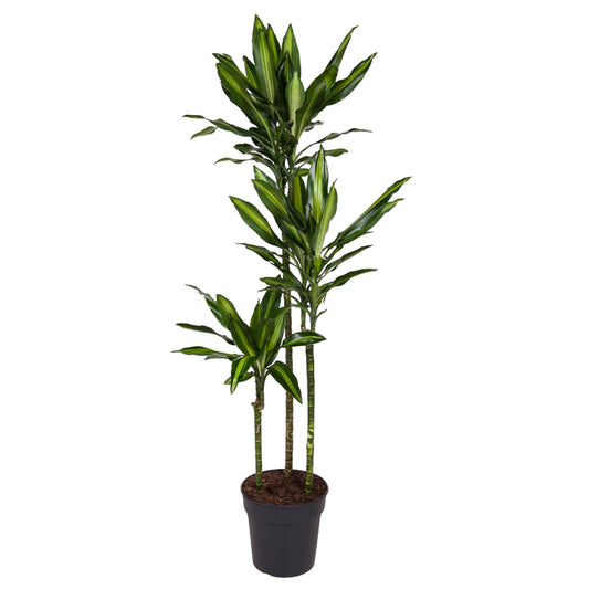 Drachenbaum Cintho – Stilvolle, pflegeleichte Zimmerpflanze 160 cm