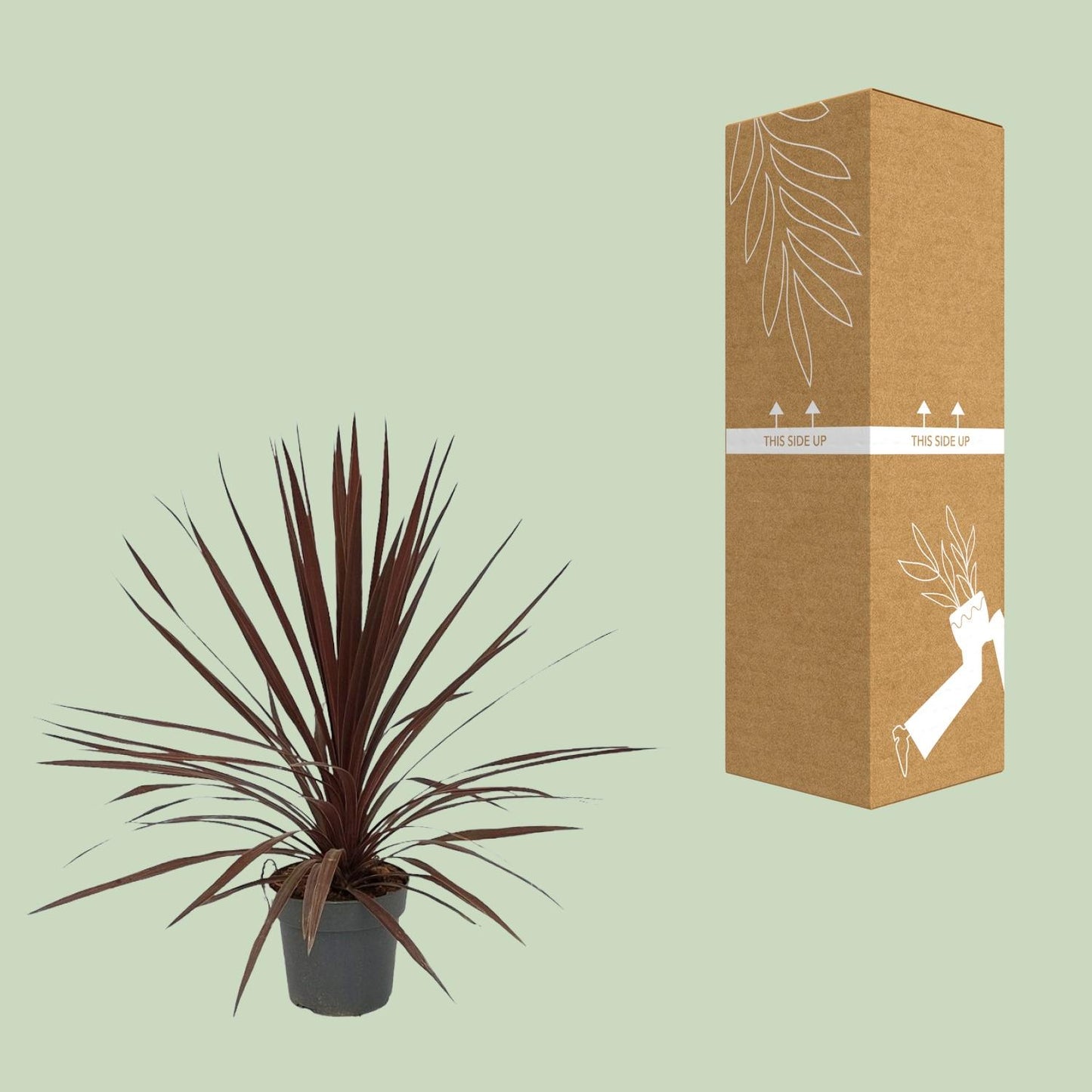 Cordyline Australis Red Star - Ø20cm - ↕80cm