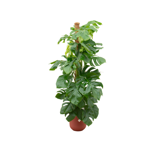 Monstera Fensterblatt XL – 150 cm mit rotem Topf