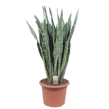 Bogenhanf Zeylanica – 110 cm pflegeleichte Zimmerpflanze