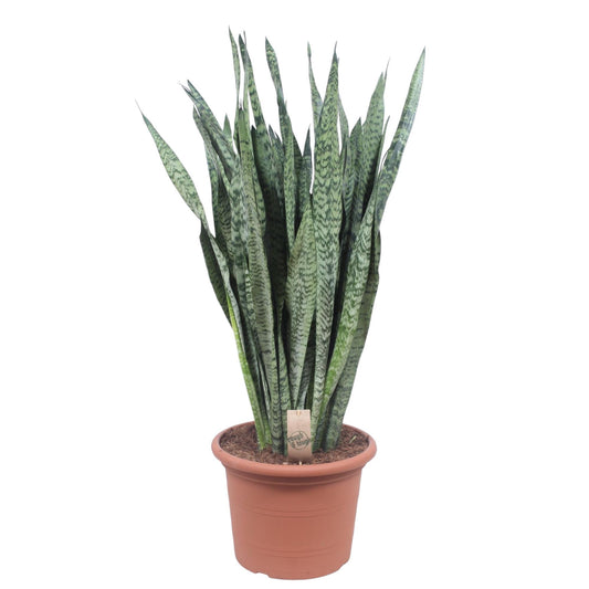 Bogenhanf Zeylanica – 110 cm pflegeleichte Zimmerpflanze