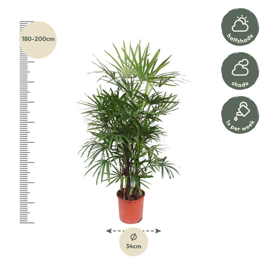 Damenpalme 190 cm – Elegante, pflegeleichte Zimmerpflanze