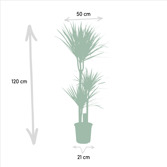 Drachenbaum & Palmlilie Set – Stilvolle Zimmerpflanzen 100-120 cm