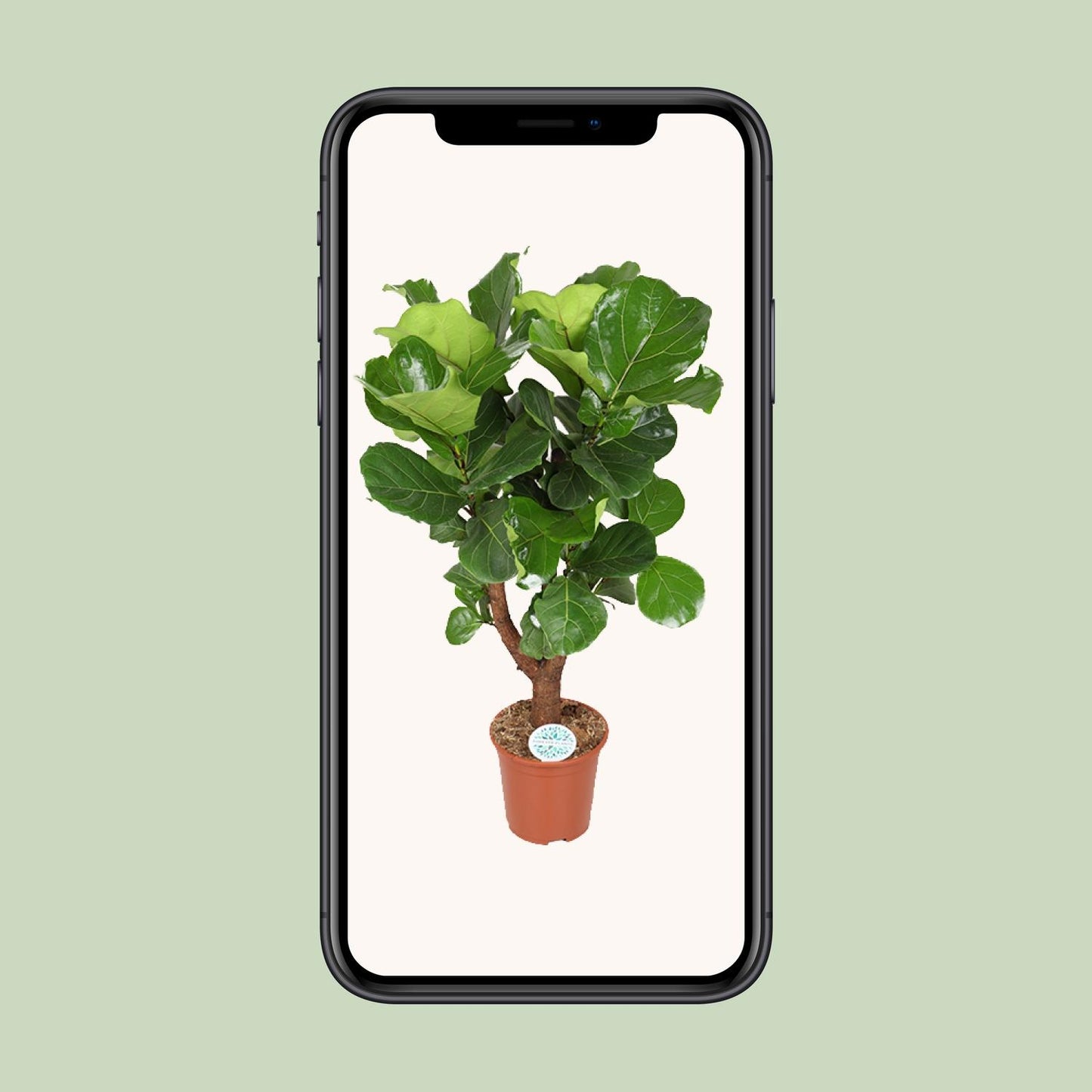 Ficus Lyrata - Ø27cm - ↕130cm