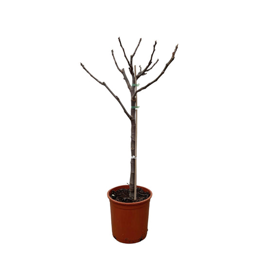 Echter Feigenbaum auf Stamm – 100 cm mediterranes Flair