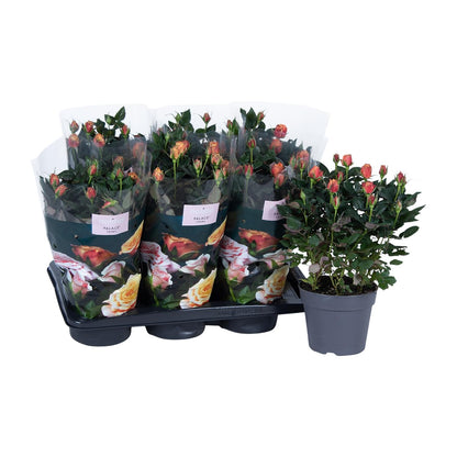 Rosa oranje - Ø17cm - ↕45cm