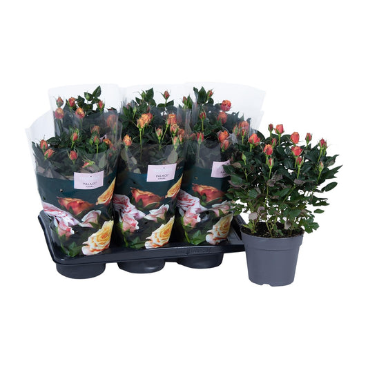 Rosa oranje - Ø17cm - ↕45cm