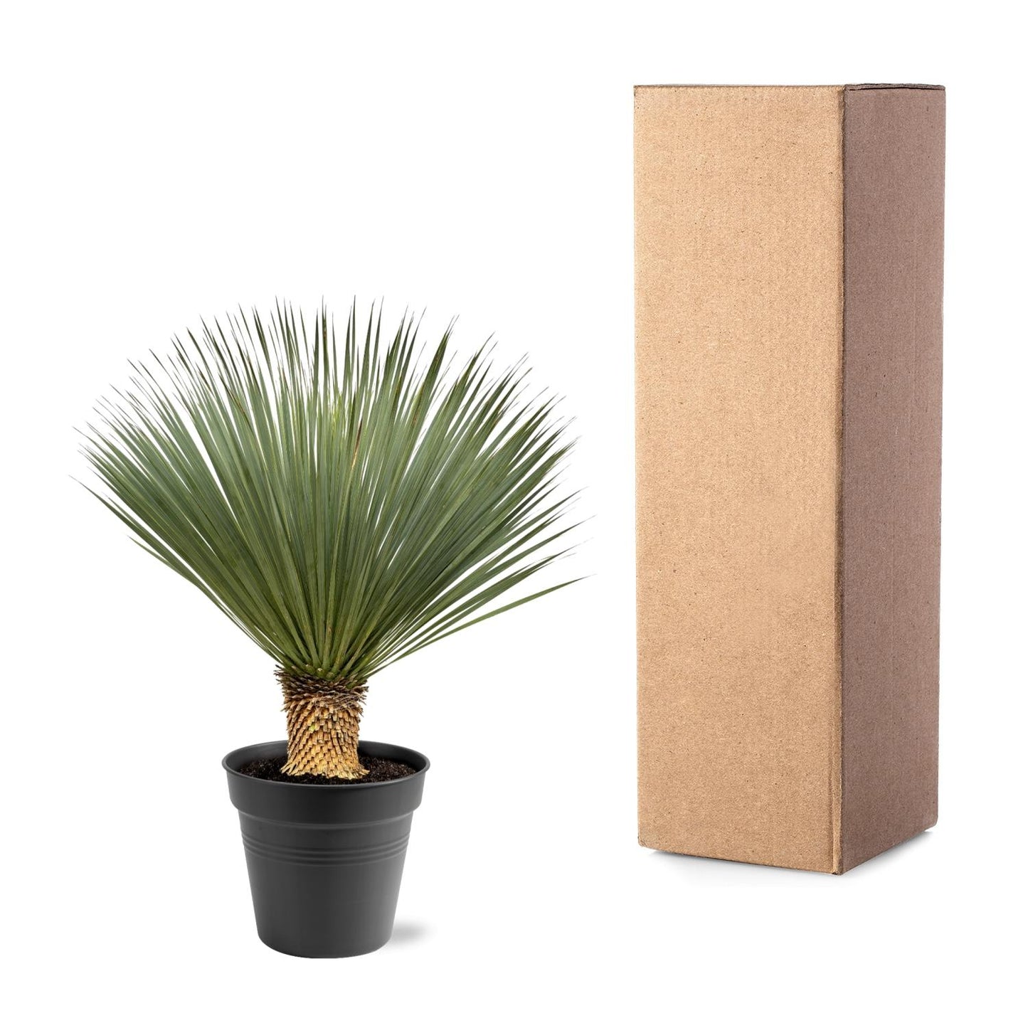 Blaue Palmlilie (Yucca Rostrata) 120 cm – Solitärpflanze