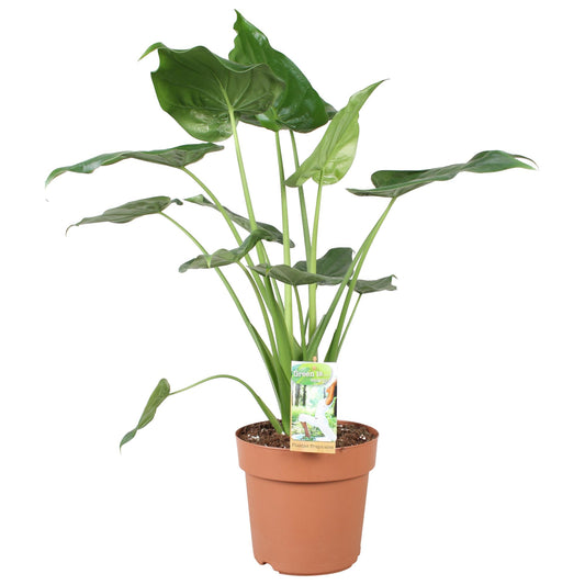 Alocasia Cucculata - Ø21cm - ↕80cm