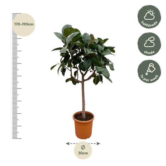 Gummibaum 'Robusta' – Pflegeleichte Zimmerpflanze 190 cm