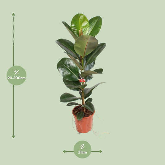 Ficus Elastica Robusta 21 Cm - Ø21cm - ↕95cm