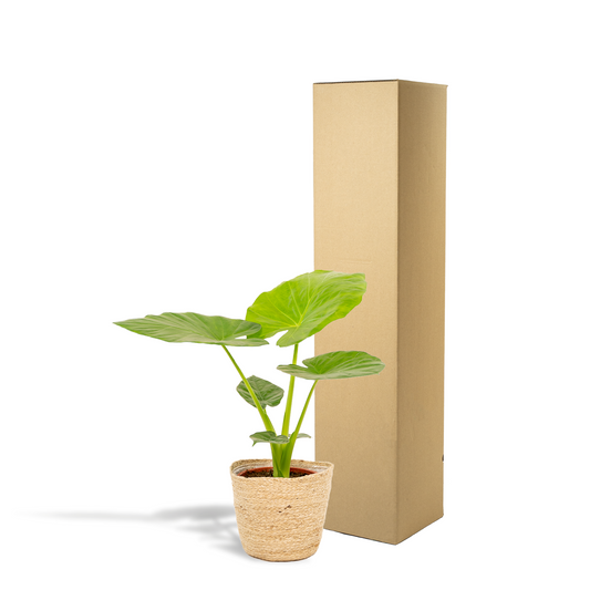 Alocasia Macrorrhiza - Ø19cm - ↕70cm + Korb Selin