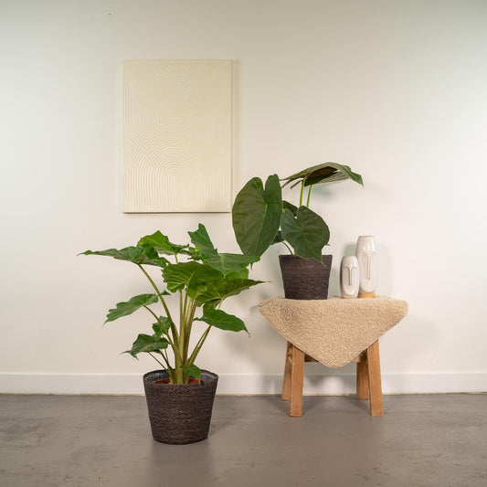 Alocasia Wentii - Ø19cm - ↕60cm + Alocasia Portodora - Ø19cm - ↕75cm + Korb Igmar