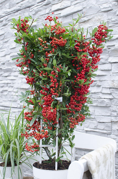Pyracantha coccinea Red Star - Ø23cm - ↕75cm - Ø23 - ↨75cm