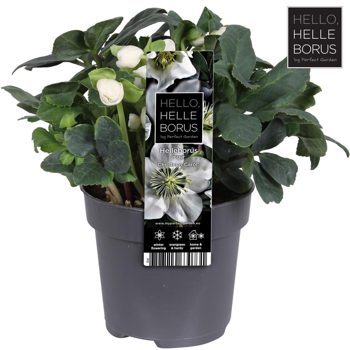 Helleborus Niger 'Christmas Carol' P12 (M) - Ø12cm - ↕20cm