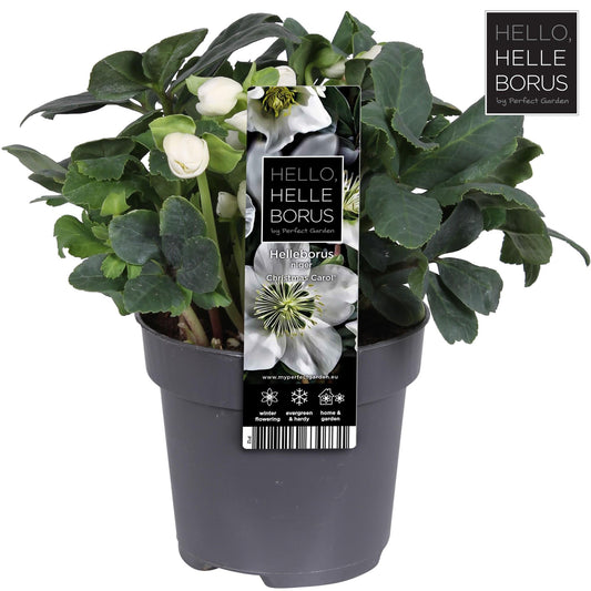 Helleborus Niger 'Christmas Carol' P12 (M) - Ø12cm - ↕20cm