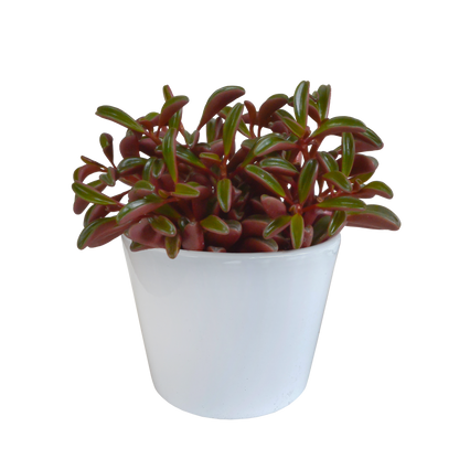 Erbsenstrauch (Peperomia graveolens) – Exotische, pflegeleichte Zimmerpflanze