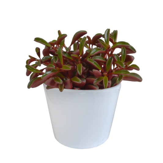 Erbsenstrauch (Peperomia graveolens) – Exotische, pflegeleichte Zimmerpflanze
