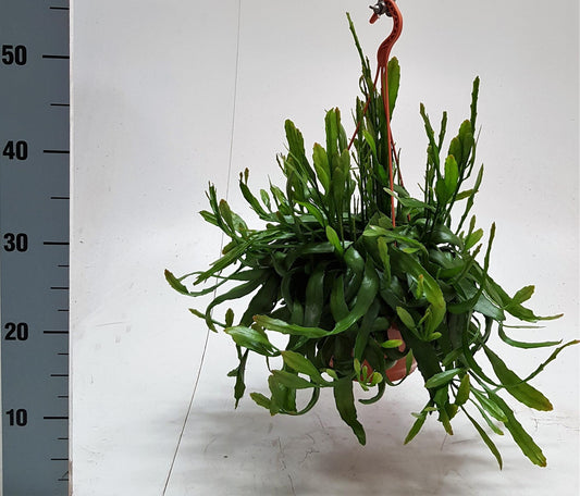 Rhipsalis Ramaloris - Ø20cm - ↕50cm