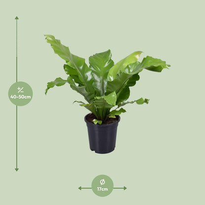 Asplenium Nidus - Ø17cm - ↕45cm