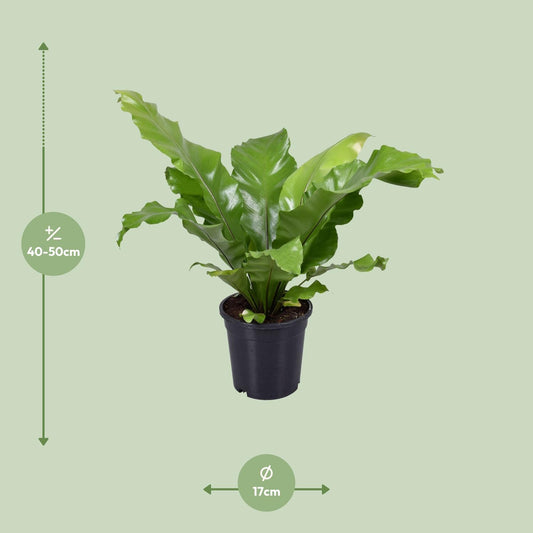 Asplenium Nidus - Ø17cm - ↕45cm