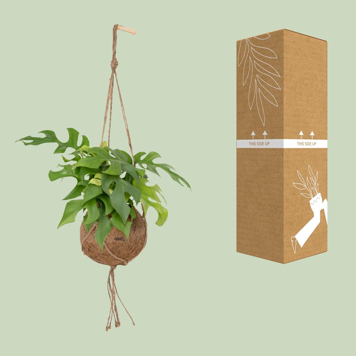 Kokodama Monstera Minima - Lochpflanze - Ø15cm - ↕25cm