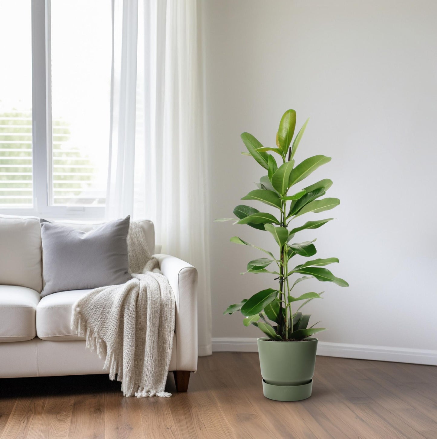 Ficus Microcarpa Smile® - Ø17cm - ↕70cm