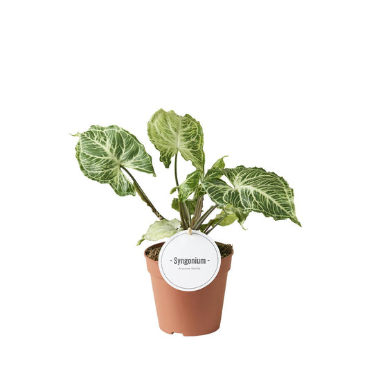 Syngonium Batik - Ø12cm - ↕20cm