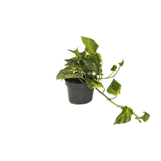 Scindapsus (Epipremnum) N'joy Gold - Ø12cm - ↕25cm