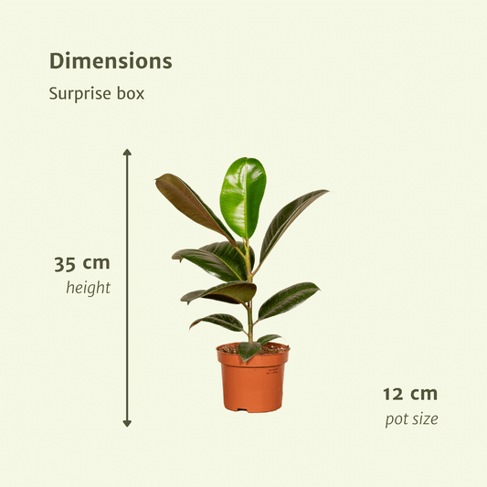 Überraschungsbox - Ø12cm - ↕25cm - x6