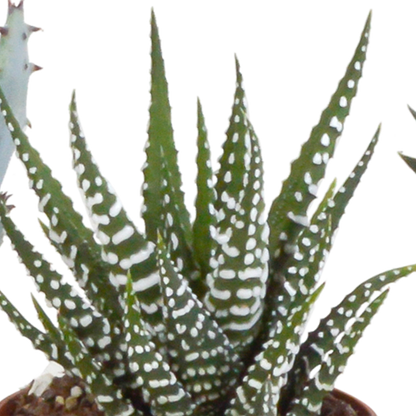 Gasteria & Haworthia Mix 5er Set im Terrakotta-Topf