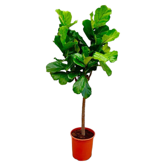 Geigenfeige Stamm 150 cm – Ficus lyrata elegant