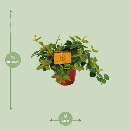 Peperomia Ang. Roc. Scuro - Ø12cm - ↕20cm