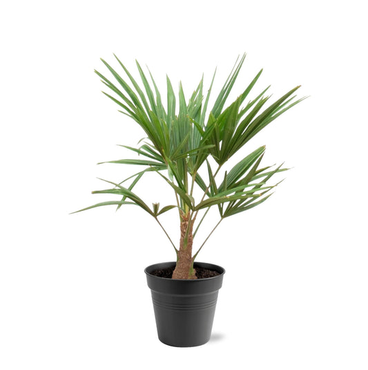 Hanfpalme 90-100 cm – Mediterrane Kübelpflanze