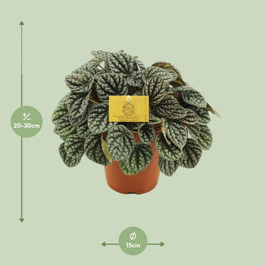 Peperomia Burbella - Ø15cm - ↕25cm