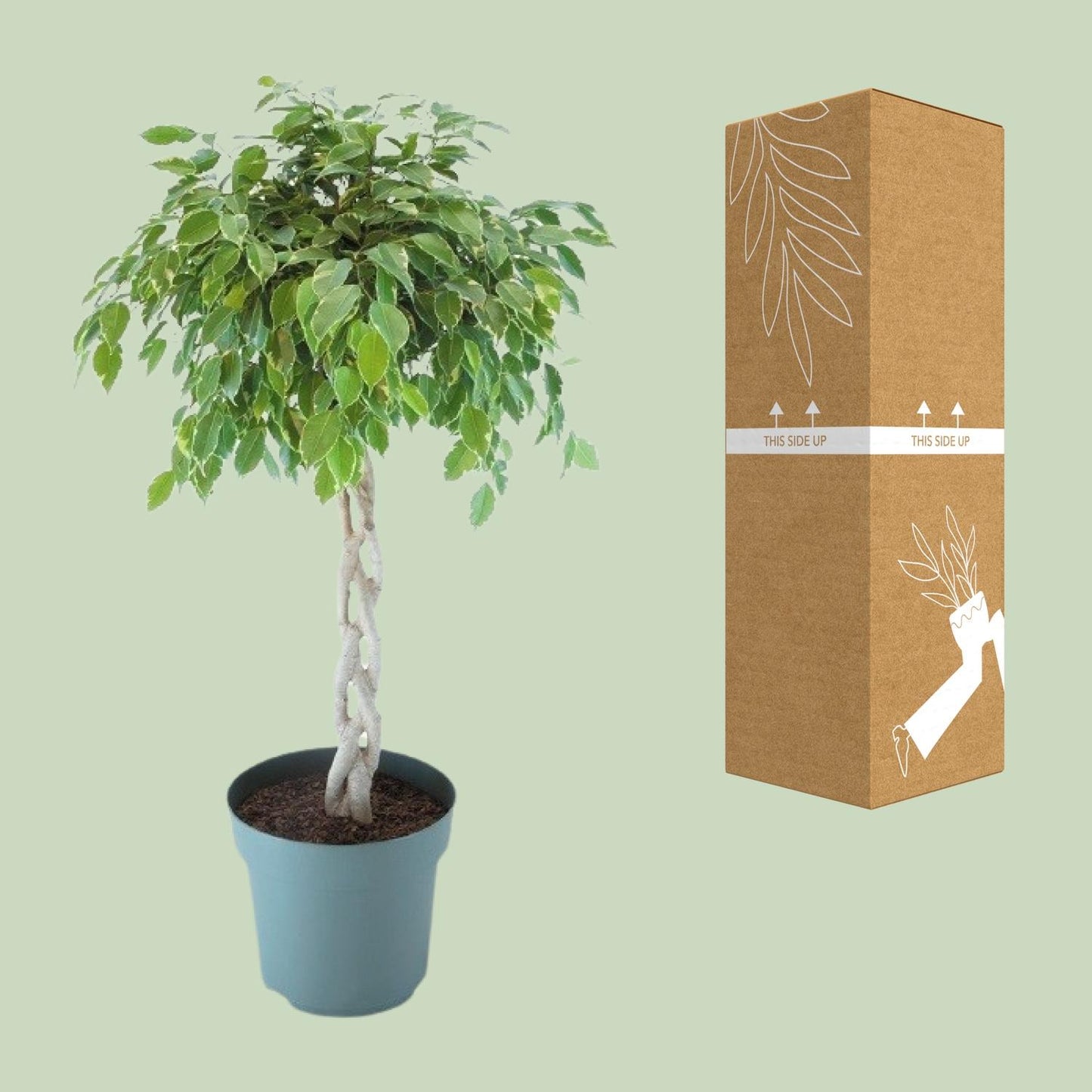 Ficus Safrana / Golden King Gevlochten - Ø27cm - ↕110cm