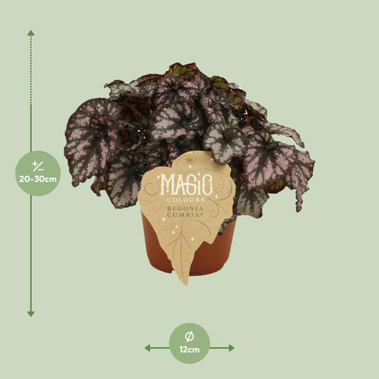 Begonia Rex Cumbia - Ø12cm - ↕25cm