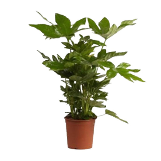 Fatsia Japonica
