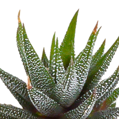 Cactus en vetplanten Mischung 5,5 cm | 15 stück - in witte pot