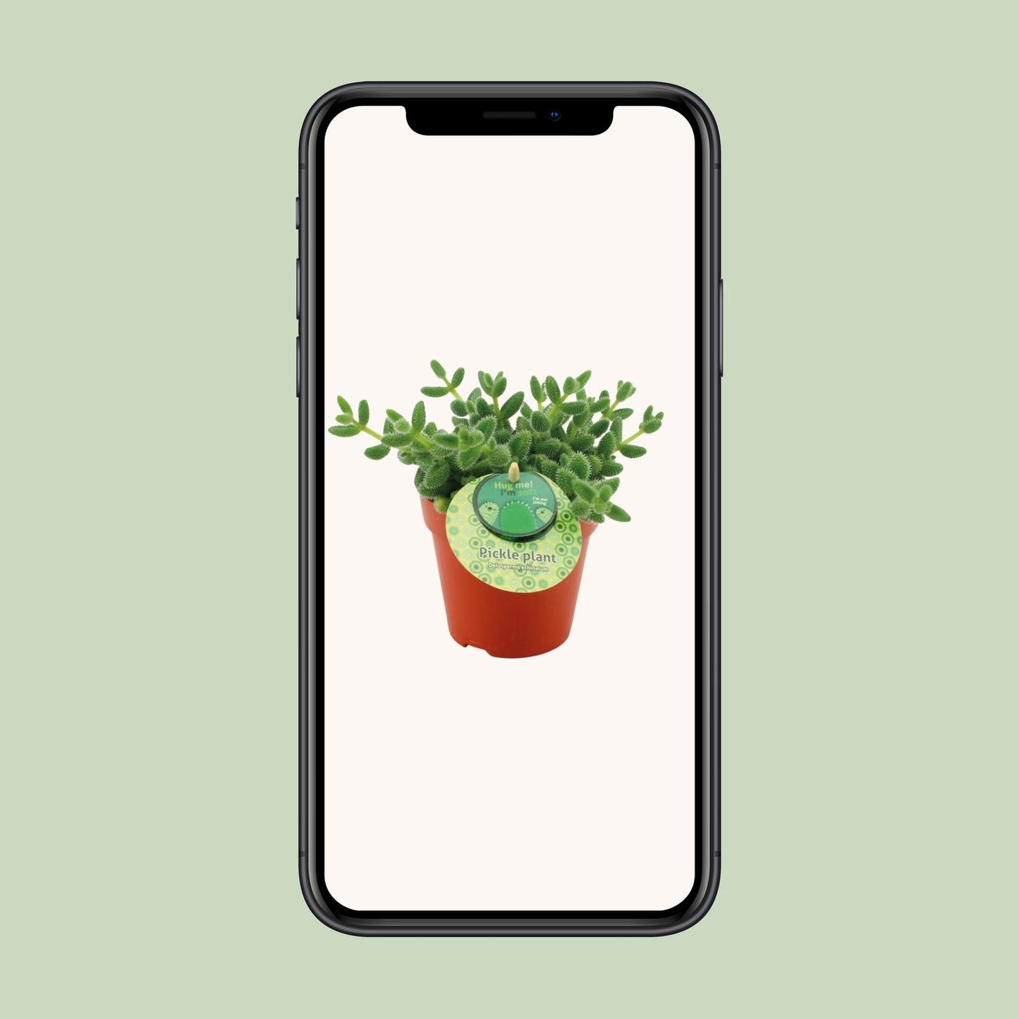 Delosperma Echinatum - Ø12 ↕20