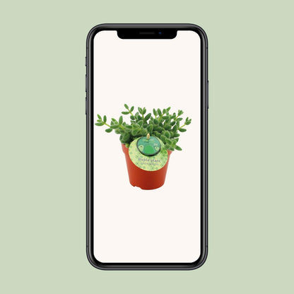 Delosperma Echinatum - Ø12 ↕20