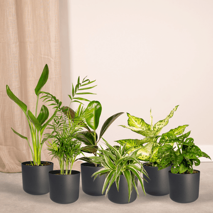 Überraschungsbox - Ø12cm - ↕25cm - x10