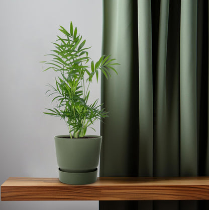 Chamaedorea - Ø12cm - ↕50cm
