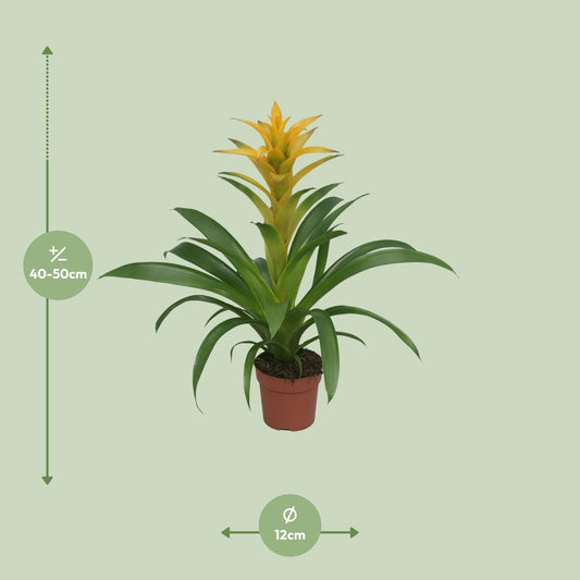 Guzmania Desire - Ø12 ↕45