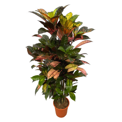Kroton 'Iceton' – Farbenfrohe Zimmerpflanze 120 cm