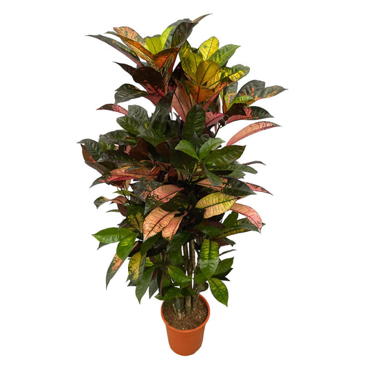 Kroton 'Iceton' – Farbenfrohe Zimmerpflanze 120 cm