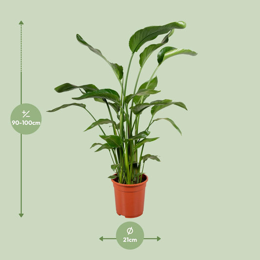 Strelitzia Nicolai 4 Stek 100-120cm - Ø21cm - ↕100cm