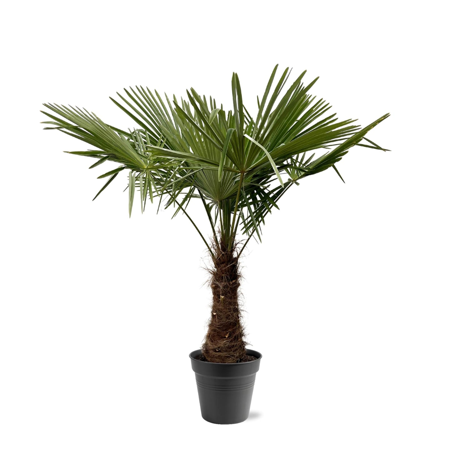 Chinesische Hanfpalme 220-240 cm – Exotische Kübelpflanze