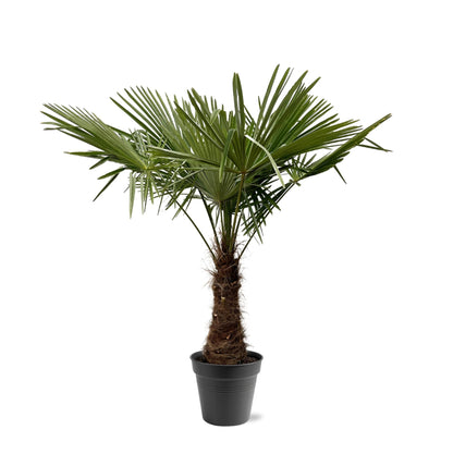 Chinesische Hanfpalme 220-240 cm – Exotische Kübelpflanze