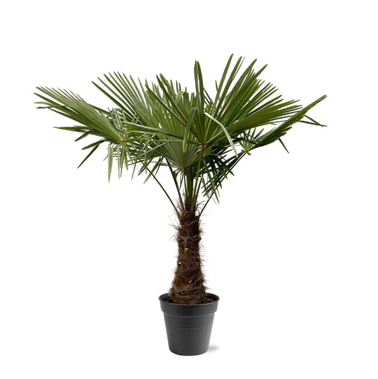Chinesische Hanfpalme 220-240 cm – Exotische Kübelpflanze